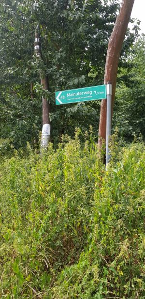 Abbiegen nach rechts zum Mainuferweg (Ü038)
